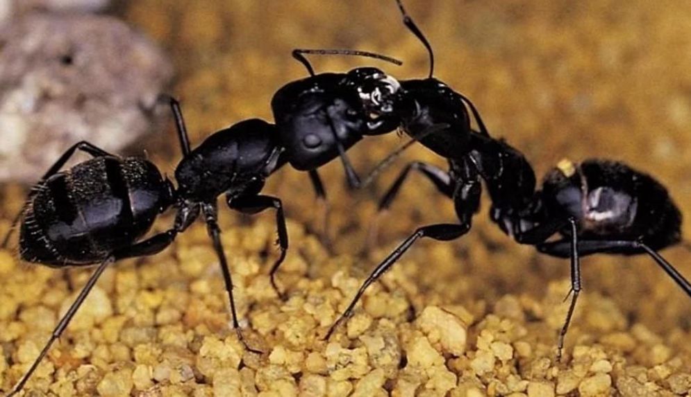 Ternyata Semut Punya Medsos, Yakni Saling Muntah ke Mulut Satu Sama Lain 